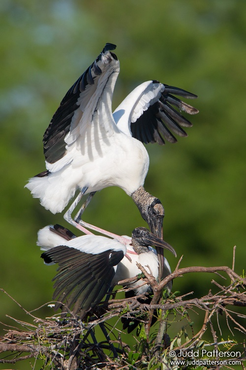 Wood Stork, Wakodahatchee Wetlands, Palm Beach County, Florida, United States